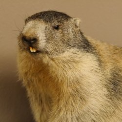 Murmeltier Präparat Breite 70 cm auf Dekostein Trophäe Murmel 89.12.66