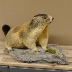 Murmeltier Präparat Breite 70 cm auf Dekostein Trophäe Murmel 89.12.66