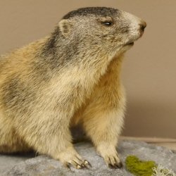 Murmeltier Präparat Breite 70 cm auf Dekostein Trophäe Murmel 89.12.66