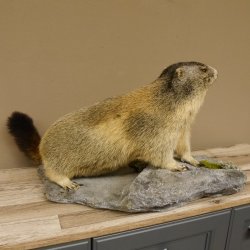 Murmeltier Präparat Breite 70 cm auf Dekostein Trophäe Murmel 89.12.66