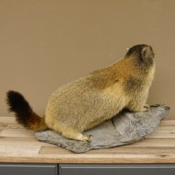 Murmeltier Präparat Breite 70 cm auf Dekostein Trophäe Murmel 89.12.66