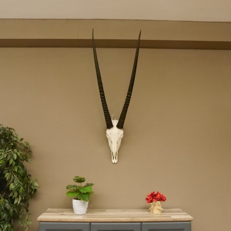 Oryx (Oryx gazella) Africa Antelope Skull Trophy from Antlers