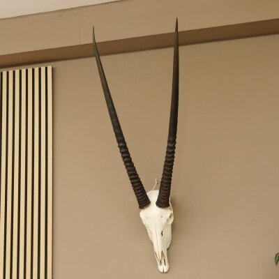 Oryx (Oryx gazella) Africa Antelope Skull Trophy from Antlers