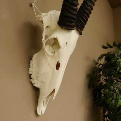 Oryx (Oryx gazella) Africa Antelope Skull Trophy from Antlers