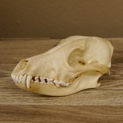 Schabrackenschakal (Canis mesomelas) Schädel Skelette Kopf