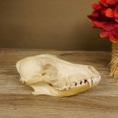 Schabrackenschakal (Canis mesomelas) Schädel Skelette Kopf