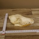 Schabrackenschakal (Canis mesomelas) Schädel Skelette Kopf