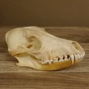 Schabrackenschakal (Canis mesomelas) Schädel Skelette Kopf