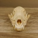 Schabrackenschakal (Canis mesomelas) Schädel Skelette Kopf