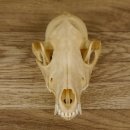 Schabrackenschakal (Canis mesomelas) Schädel Skelette Kopf