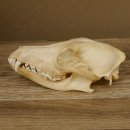Schabrackenschakal (Canis mesomelas) Schädel Skelette Kopf