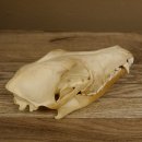 Schabrackenschakal (Canis mesomelas) Schädel Skelette Kopf