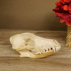 Schabrackenschakal (Canis mesomelas) Schädel Skelette Kopf