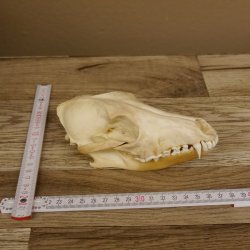 Schabrackenschakal (Canis mesomelas) Schädel Skelette Kopf