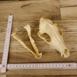 Schabrackenschakal (Canis mesomelas) Schädel Skelette Kopf