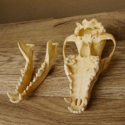 Schabrackenschakal (Canis mesomelas) Schädel Skelette Kopf