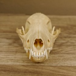 Schabrackenschakal (Canis mesomelas) Schädel Skelette Kopf