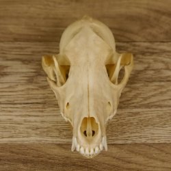 Schabrackenschakal (Canis mesomelas) Schädel Skelette Kopf