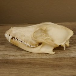 Schabrackenschakal (Canis mesomelas) Schädel Skelette Kopf