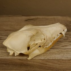 Schabrackenschakal (Canis mesomelas) Schädel Skelette Kopf