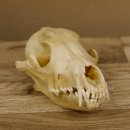 Schabrackenschakal (Canis mesomelas) Schädel Skelette Kopf 62.100.31