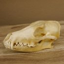 Schabrackenschakal (Canis mesomelas) Schädel Skelette Kopf 62.100.31