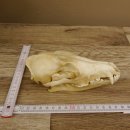 Schabrackenschakal (Canis mesomelas) Schädel Skelette Kopf 62.100.31