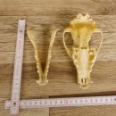 Schabrackenschakal (Canis mesomelas) Schädel Skelette Kopf 62.100.31