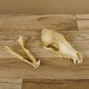 Schabrackenschakal (Canis mesomelas) Schädel Skelette Kopf 62.100.31