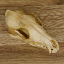 Schabrackenschakal (Canis mesomelas) Schädel Skelette Kopf 62.100.31