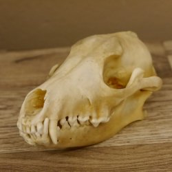 Schabrackenschakal (Canis mesomelas) Schädel Skelette Kopf 62.100.31