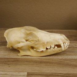 Schabrackenschakal (Canis mesomelas) Schädel Skelette Kopf 62.100.31