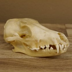 Schabrackenschakal (Canis mesomelas) Schädel Skelette Kopf 62.100.31