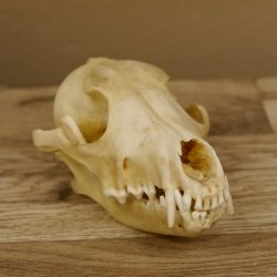 Schabrackenschakal (Canis mesomelas) Schädel Skelette Kopf 62.100.31