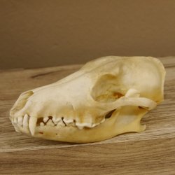 Schabrackenschakal (Canis mesomelas) Schädel Skelette Kopf 62.100.31