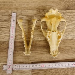 Schabrackenschakal (Canis mesomelas) Schädel Skelette Kopf 62.100.31