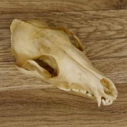 Schabrackenschakal (Canis mesomelas) Schädel Skelette Kopf 62.100.31