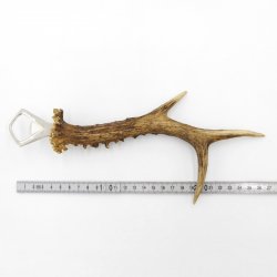 Abrebotellas con asta de ciervo Abrebotellas con cuerno de ciervo Longitud 27 cm 27.1.476