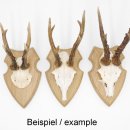 10 Stück Wappenschilder AF 19 x12 cm Reh Schild Trophäenschilder in Eiche mit 10 x Gehörnklammern hell Neu