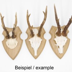 10 Stück Wappenschilder AF 19 x12 cm Reh Schild Trophäenschilder in Eiche mit 10 x Gehörnklammern hell Neu