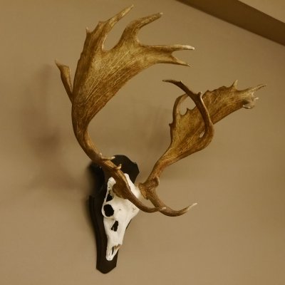 Damhirsch abnormes Geweih Höhe 80 cm auf Trophäenschild Dam Hirsch Hirschgeweih 72.490