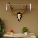 Damhirsch abnormes Geweih Höhe 80 cm auf Trophäenschild Dam Hirsch Hirschgeweih 72.490