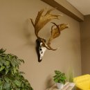 Damhirsch abnormes Geweih Höhe 80 cm auf Trophäenschild Dam Hirsch Hirschgeweih 72.490