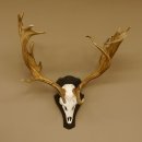 Damhirsch abnormes Geweih Höhe 80 cm auf Trophäenschild Dam Hirsch Hirschgeweih 72.490