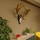 Damhirsch abnormes Geweih Höhe 80 cm auf Trophäenschild Dam Hirsch Hirschgeweih 72.490