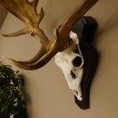 Damhirsch abnormes Geweih Höhe 80 cm auf Trophäenschild Dam Hirsch Hirschgeweih 72.490