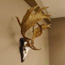 Damhirsch abnormes Geweih Höhe 80 cm auf Trophäenschild Dam Hirsch Hirschgeweih 72.490