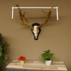 Damhirsch abnormes Geweih Höhe 80 cm auf Trophäenschild Dam Hirsch Hirschgeweih 72.490