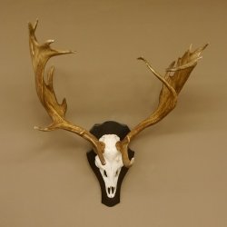 Damhirsch abnormes Geweih Höhe 80 cm auf Trophäenschild Dam Hirsch Hirschgeweih 72.490