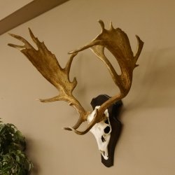 Damhirsch abnormes Geweih Höhe 80 cm auf Trophäenschild Dam Hirsch Hirschgeweih 72.490